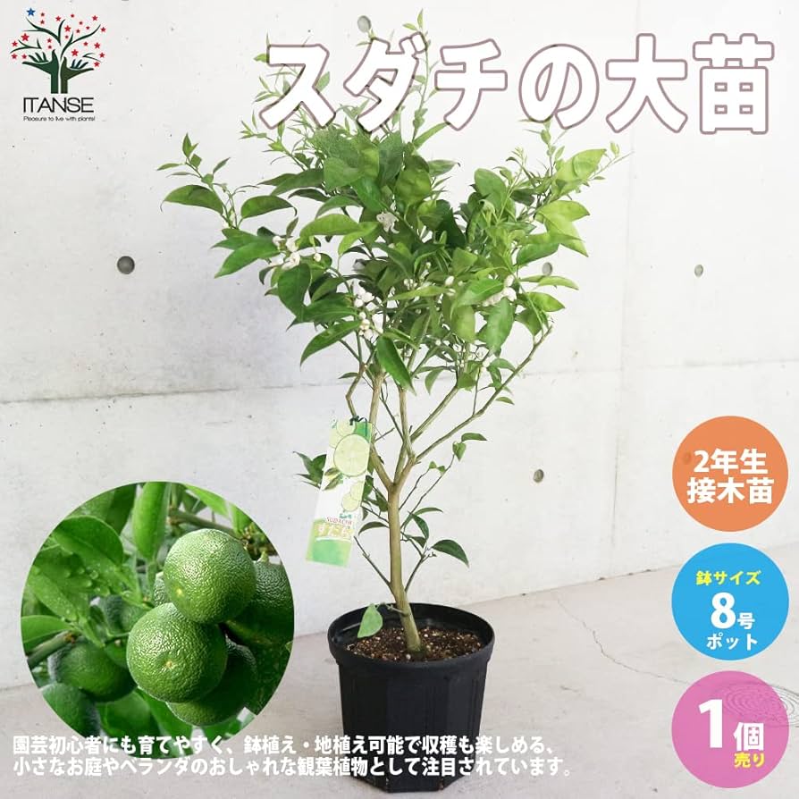 ②超希少イタヤカエデ「名栗錦」接木大苗 7号鉢全長 超希少イタヤカエデ「名栗錦」接木大苗 7号鉢｜Yahoo!フリマ（旧